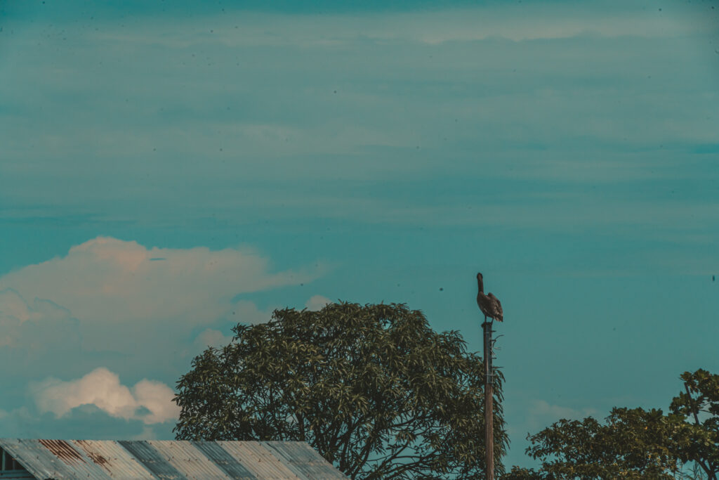 Un ave sobre un poste eléctrico que en algún momento funcionó en Ologá, en el lago de Maracaibo (Zulia). Foto: Aldenix David Ocanto