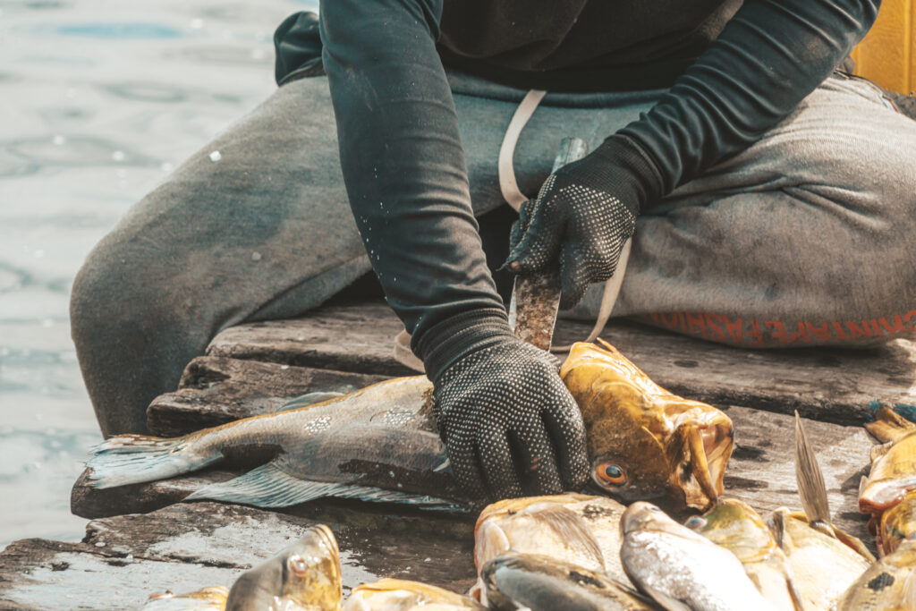 Un pescador limpia parte de lo que recogió durante la faena del día en Ologá, en el lago de Maracaibo, Zulia. Foto: Aldenix David Ocanto