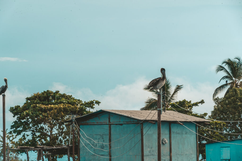 Un ave sobre un poste eléctrico que en algún momento funcionó en Ologá, en el lago de Maracaibo (Zulia). Foto: Aldenix David Ocanto