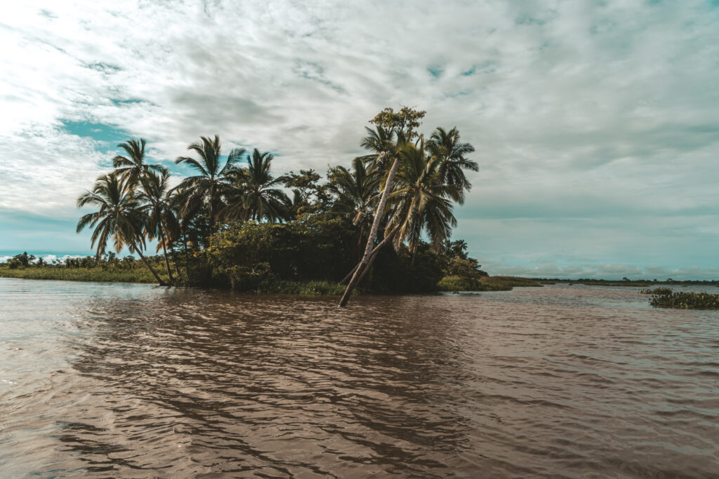 Palmeras en el lago de Maracaibo, estado Zulia. Indican la entrada hacia Congo Mirador. Foto: Aldenix David Ocanto
