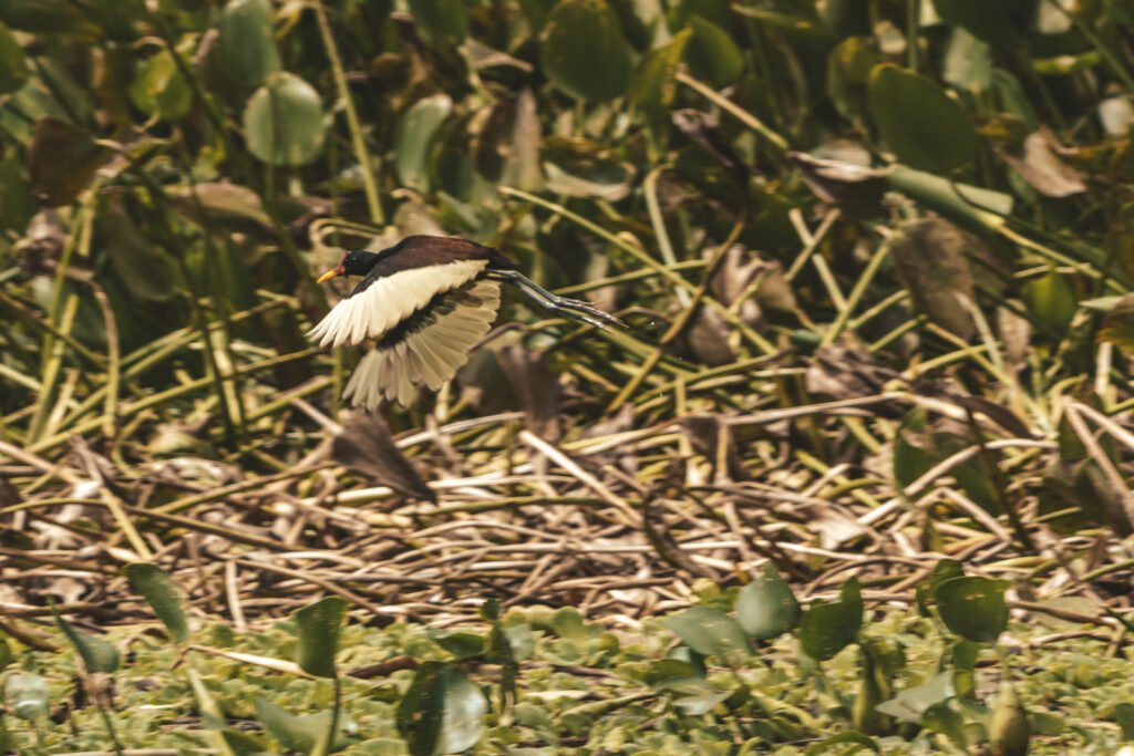 Gallito de ciénaga en caño Concha
